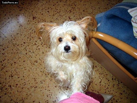 Foto del perro Nala
