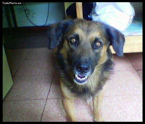 Foto del perro Conde esequiel