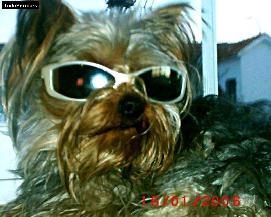 La foto del perro Roby Foto del perro Roby