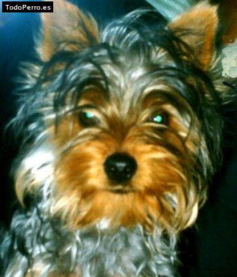 La foto del perro Iker Foto del perro Iker