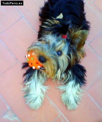 La foto del perro