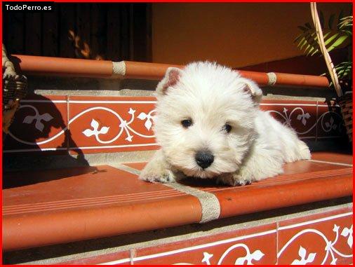 Foto del perro Hilario
