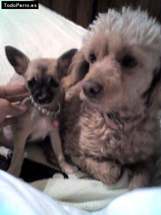 La foto del perro Laiza Foto del perro Laiza