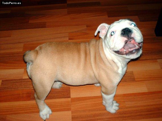 Foto del perro Chata