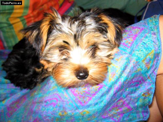 La foto del perro Lilu Foto del perro Lilu