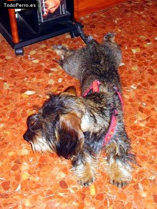 Foto del perro Morfeo