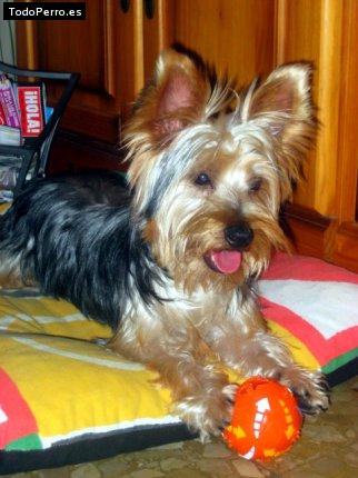 La foto del perro Rony Foto del perro Rony