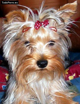 La foto del perro Lua Foto del perro Lua