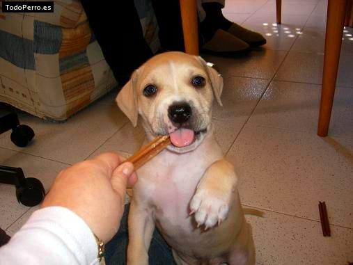 La foto del perro Draco Foto del perro Draco