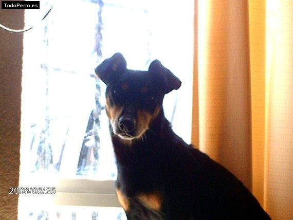 La foto del perro Gonzo Foto del perro Gonzo