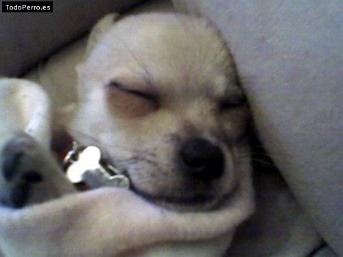 La foto del perro Gordito Foto del perro Gordito