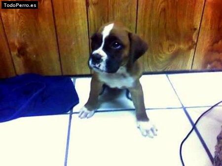 Foto del perro Chucho