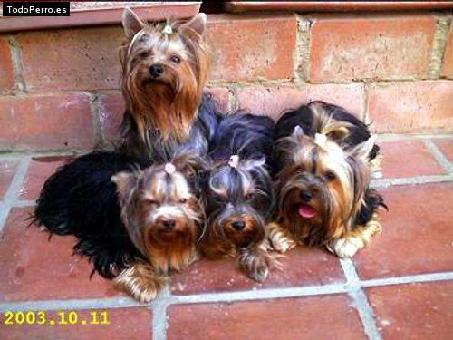 La foto del perro Jossie, cookie, candy y zacchi Foto del perro Jossie, cookie, candy y zacchi