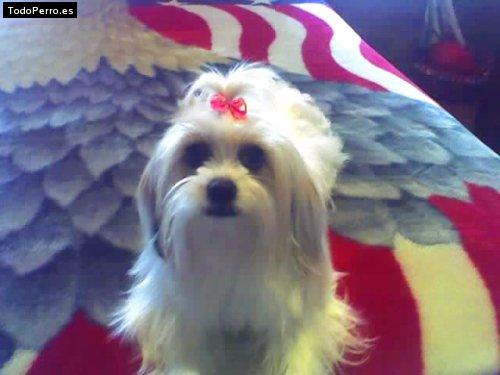 Foto del perro Camila