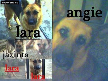 Foto del perro Jazinta, lara y angie