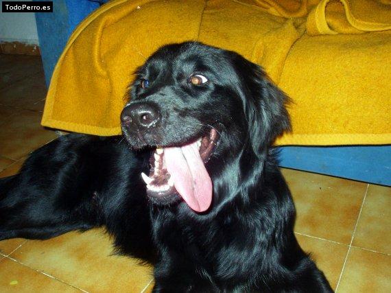 La foto del perro Shiba Foto del perro Shiba