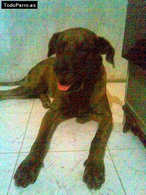 La foto del perro Spay Foto del perro Spay