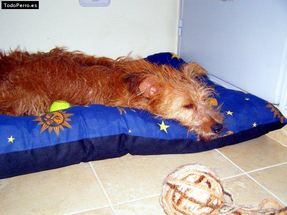 La foto del perro Solcito Foto del perro Solcito