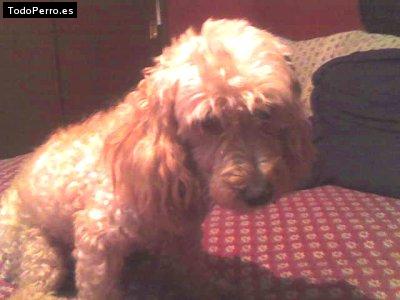 La foto del perro Doggie Foto del perro Doggie