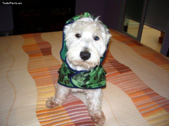 Foto del perro Merlin