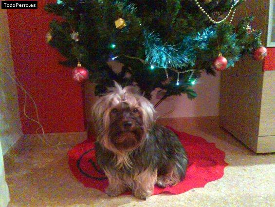 Foto del perro Capri