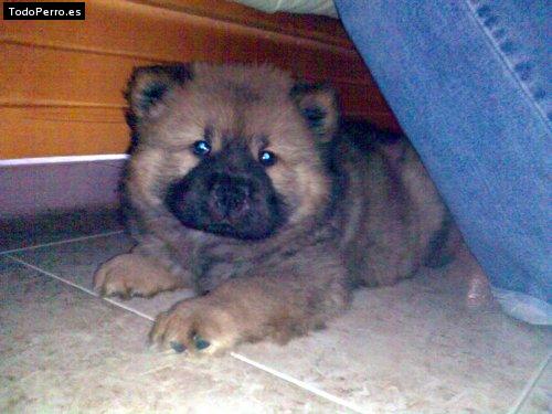 La foto del perro Sascha Foto del perro Sascha