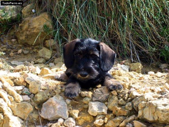Foto del perro Tulkas