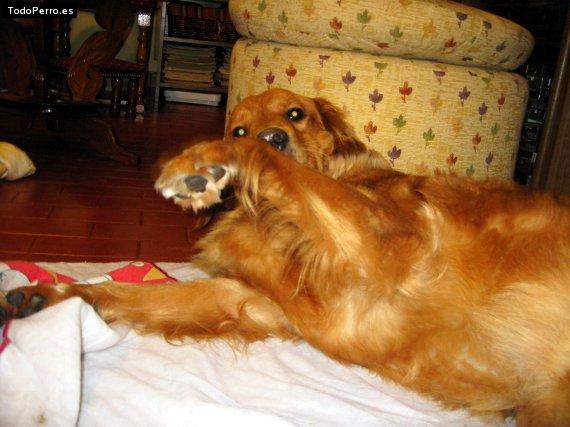 La foto del perro