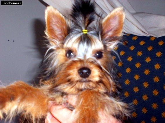 La foto del perro Paris Foto del perro Paris