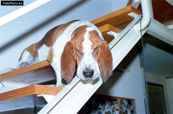 La foto del perro Leo Foto del perro Leo