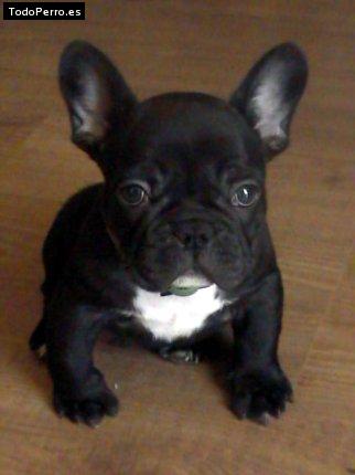 La foto del perro Dumbo Foto del perro Dumbo