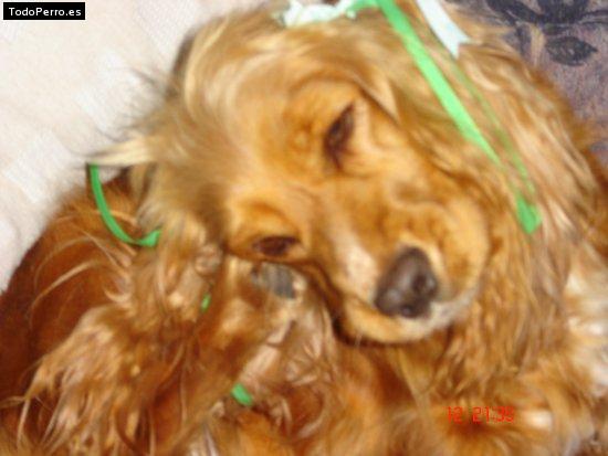 Foto del perro Camila