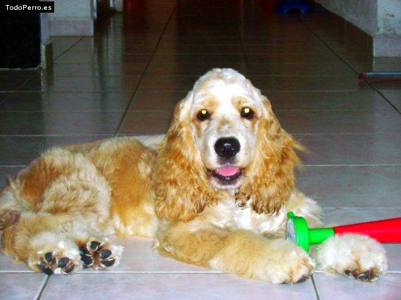 Foto del perro Blanca