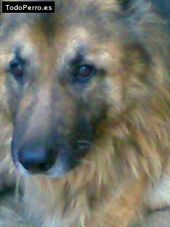 Foto del perro Chazan