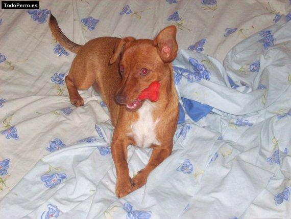 Foto del perro Chicha candela