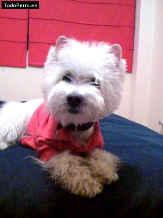 Foto del perro Tacho