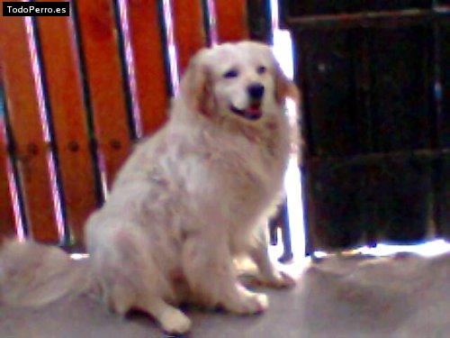 La foto del perro Machy Foto del perro Machy