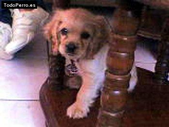 La foto del perro Doggy Foto del perro Doggy