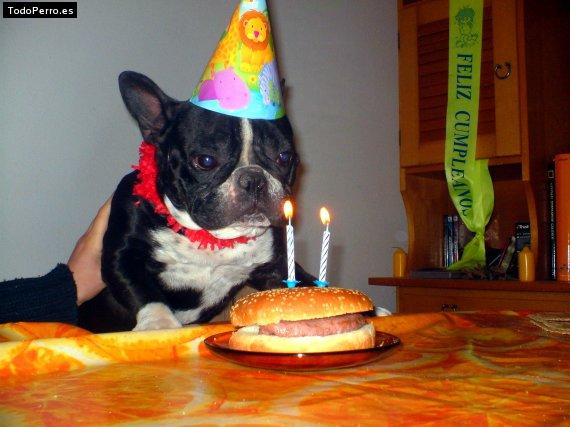 Foto del perro Chato