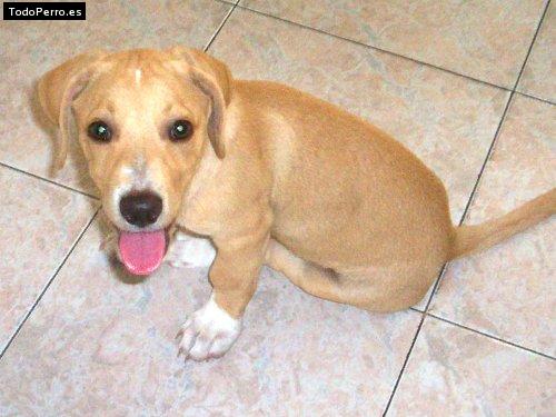 La foto del perro Scott Foto del perro Scott