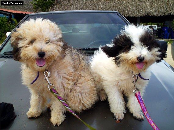 Foto del perro Roxi y penelope