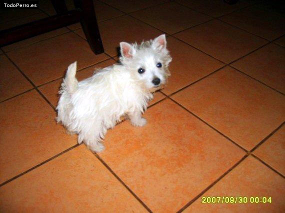 Foto del perro Maiky