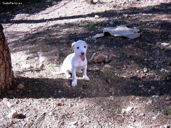 La foto del perro Hamsa Foto del perro Hamsa