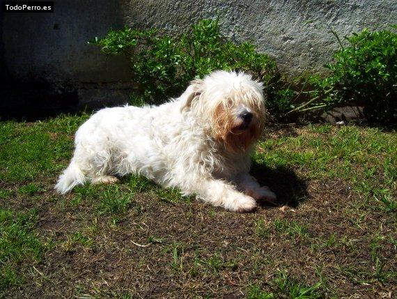 La foto del perro Daysi Foto del perro Daysi