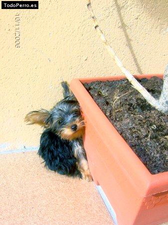 La foto del perro Koby Foto del perro Koby