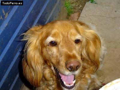 Foto del perro Charlie