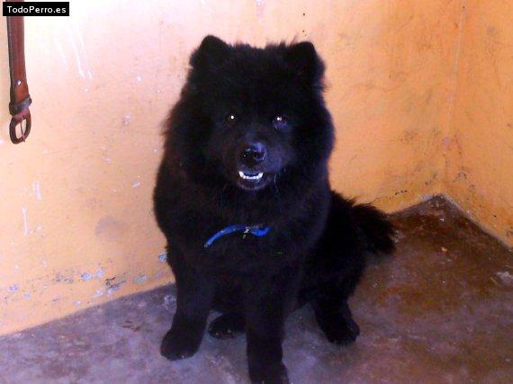 La foto del perro Greco roman Foto del perro Greco roman