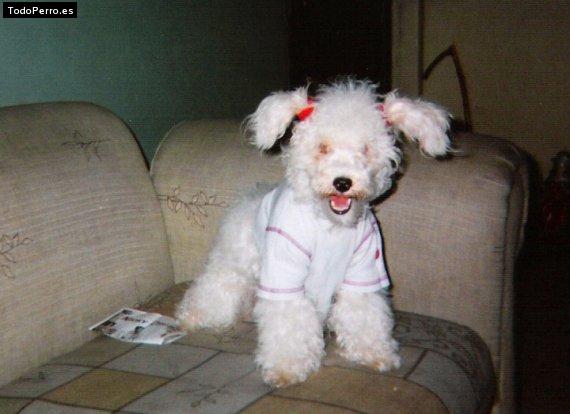 La foto del perro Sahorys Foto del perro Sahorys