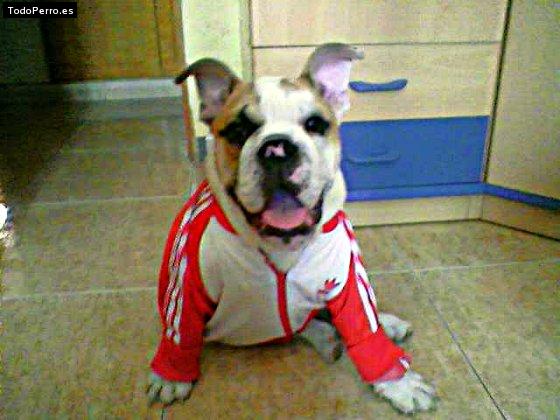 Foto del perro Welma
