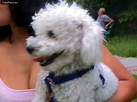 Foto del perro Hoppy